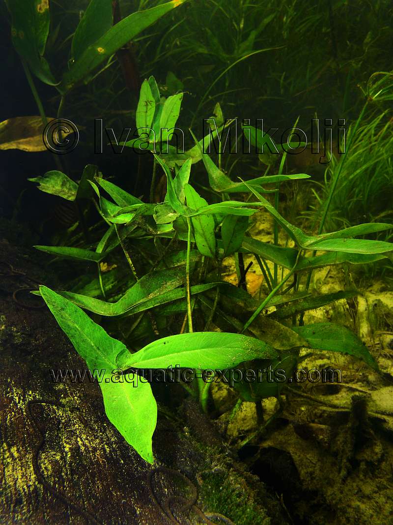 FRESHWATER AQUATIC PLANT 7